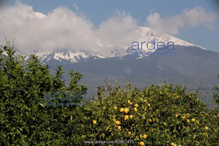 : Lemon trees, with lemons, with Mount Etna beyond : Lemon trees, with lemons, with Mount Etna beyond