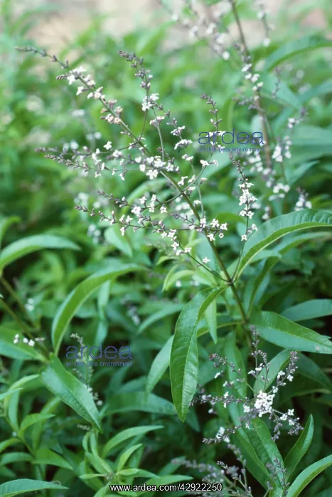 : Lemon Verbena : Lemon Verbena