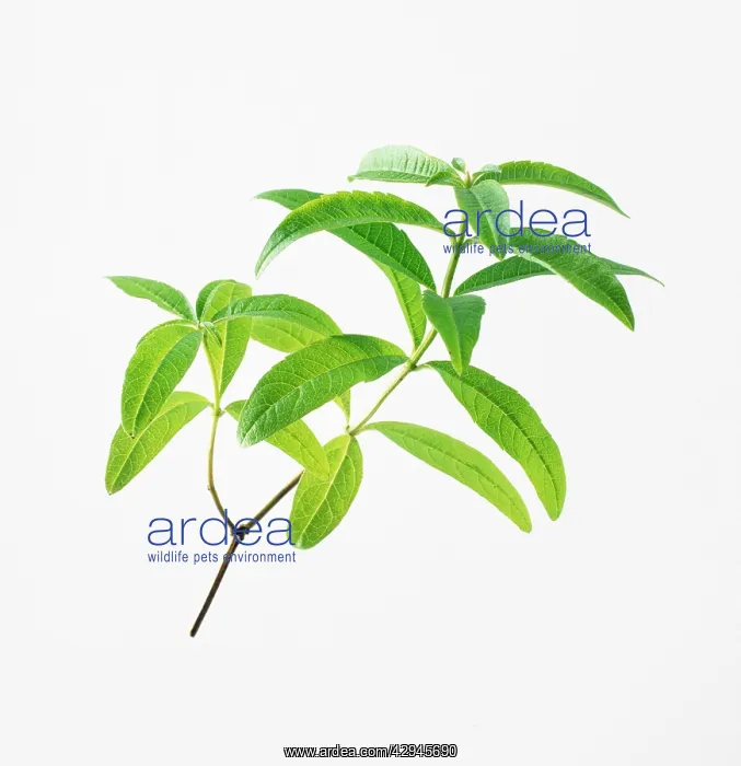 : Lemon Verbena : Lemon Verbena