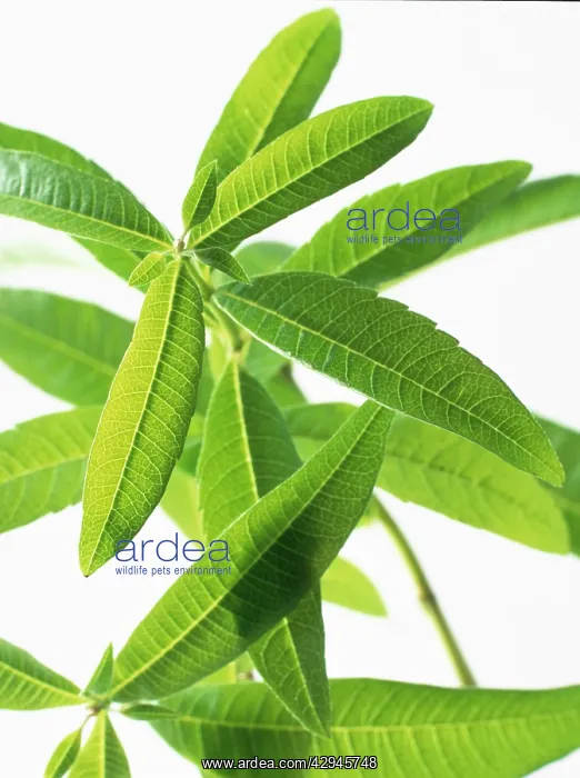 : Lemon Verbena : Lemon Verbena