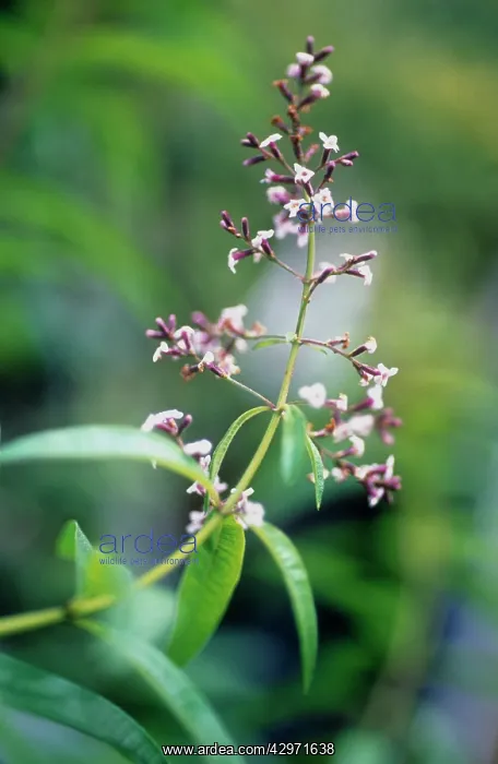 : Lemon Verbena : Lemon Verbena