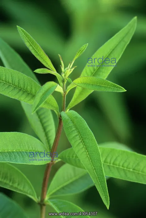 : Lemon Verbena : Lemon Verbena