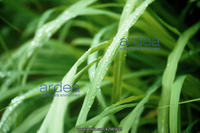 : Lemongrass : Lemongrass