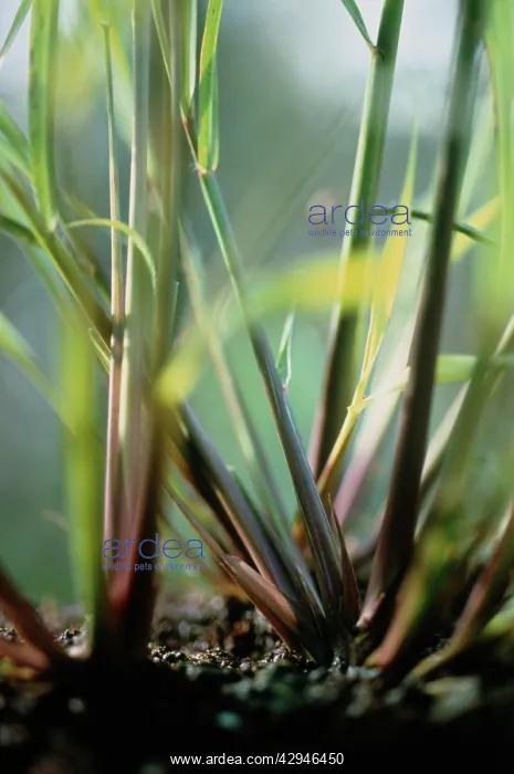 : Lemongrass : Lemongrass