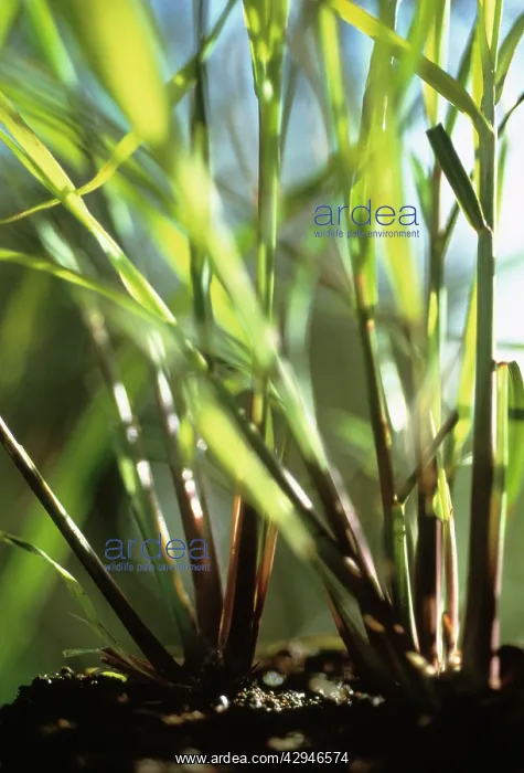 : Lemongrass : Lemongrass