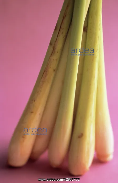 : Lemongrass : Lemongrass