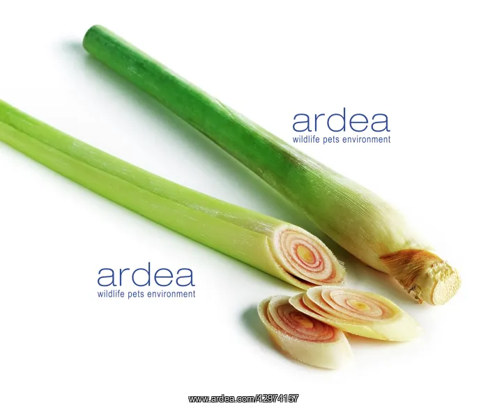 : Lemongrass : Lemongrass