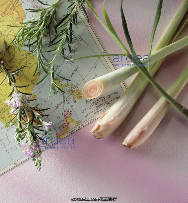  : Lemongrass
