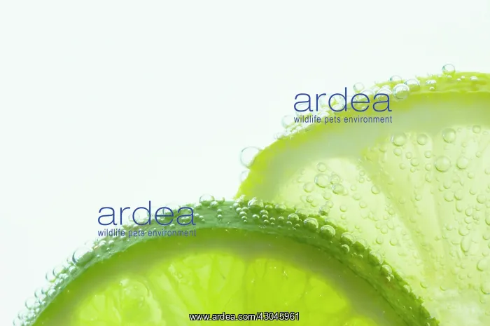 : Lemon&Lime : Lemon&Lime