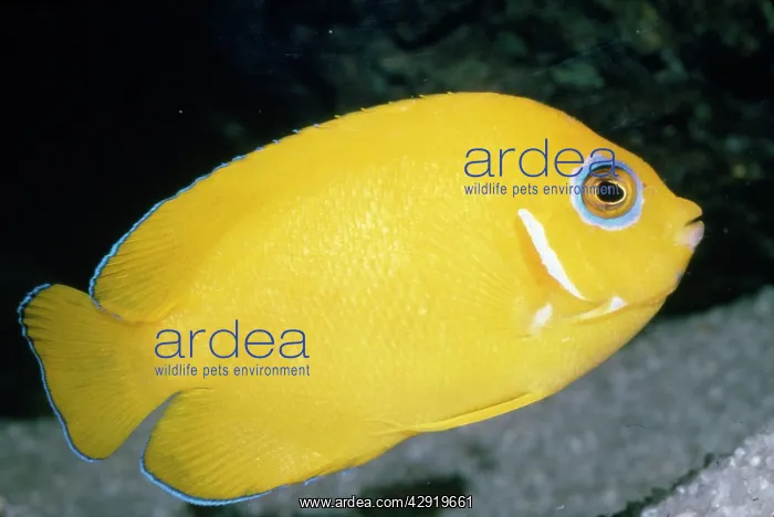: Lemonpeel Angelfish : Lemonpeel Angelfish