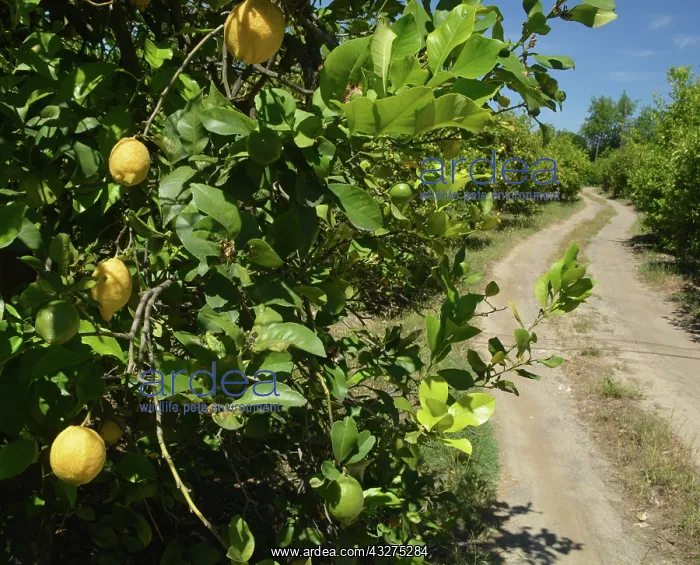 : Lemons growing in fruit plantation, Sri Lanka. Native : Lemons growing in fruit plantation, Sri Lanka. Native