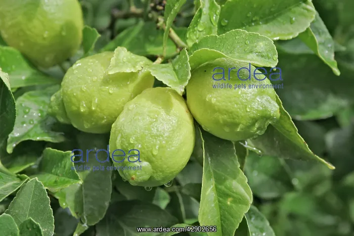 : Lemons growing on tree : Lemons growing on tree
