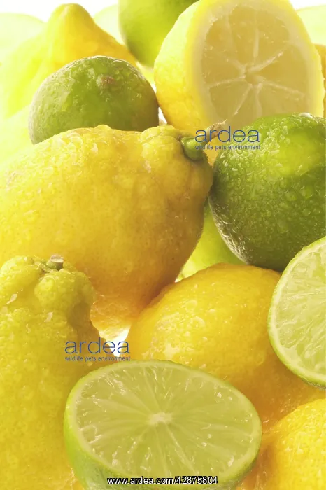 : Lemons & Limes - close-up : Lemons & Limes - close-up