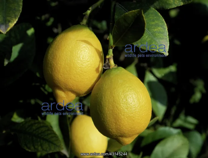 : Lemons on the tree : Lemons on the tree
