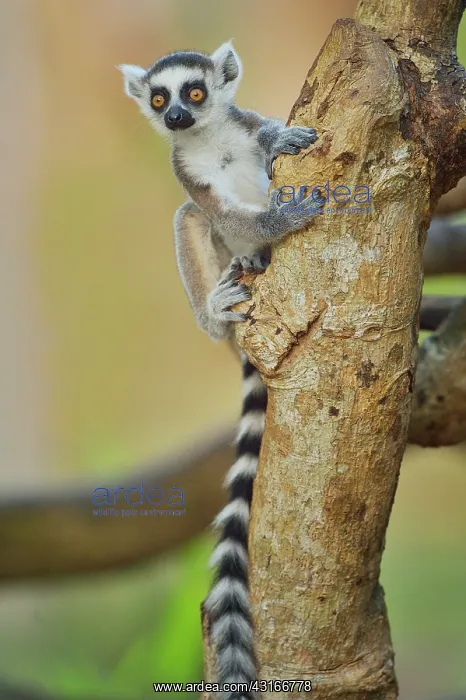 : Lemur catta Lemuridae : Lemur catta Lemuridae