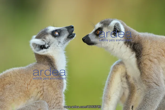 : Lemur catta Lemuridae : Lemur catta Lemuridae