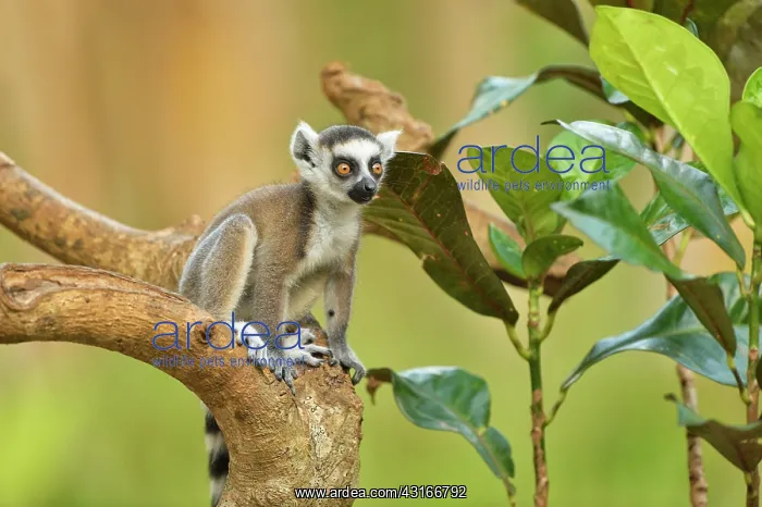 : Lemur catta Lemuridae : Lemur catta Lemuridae