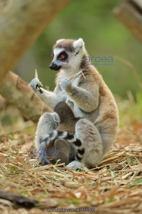 : Lemur catta Lemuridae : Lemur catta Lemuridae