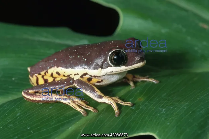 : Lemur Frog : Lemur Frog