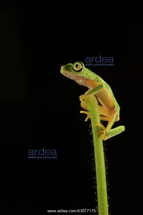 : Lemur Leaf Frog : Lemur Leaf Frog