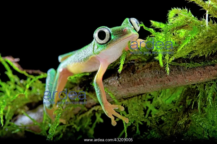 : Lemur Leaf-frog (Agalychnis lemur) on black background : Lemur Leaf-frog (Agalychnis lemur) on black background