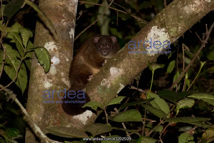 : Lemuroid Ringtail Possum - At Mount Hypipamee National : Lemuroid Ringtail Possum - At Mount Hypipamee National