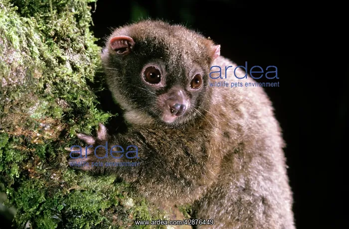 : Lemuroid RIngtail Possum - rainforest : Lemuroid RIngtail Possum - rainforest
