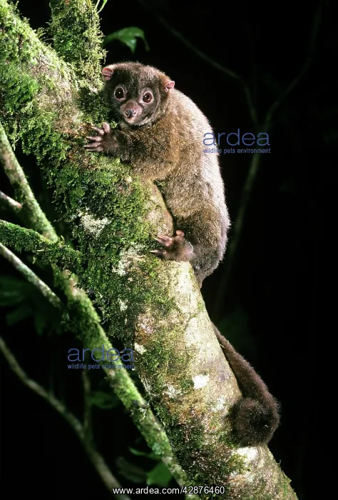 : Lemuroid RIngtail Possum - rainforest : Lemuroid RIngtail Possum - rainforest