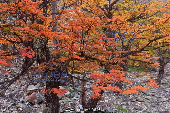 : Lenga Beech Trees - in autumn - brightly red and : Lenga Beech Trees - in autumn - brightly red and