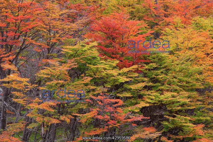: Lenga Beech Trees - forest in autumn - brightly : Lenga Beech Trees - forest in autumn - brightly