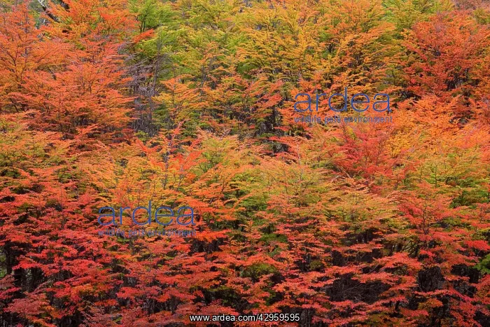 : Lenga Beech Trees - forest in autumn - brightly : Lenga Beech Trees - forest in autumn - brightly