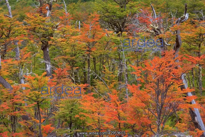 : Lenga Beech Trees - forest in autumn - brightly : Lenga Beech Trees - forest in autumn - brightly