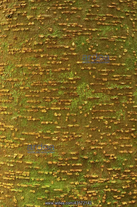 : Very lenticels on the bark of a tree : Very lenticels on the bark of a tree