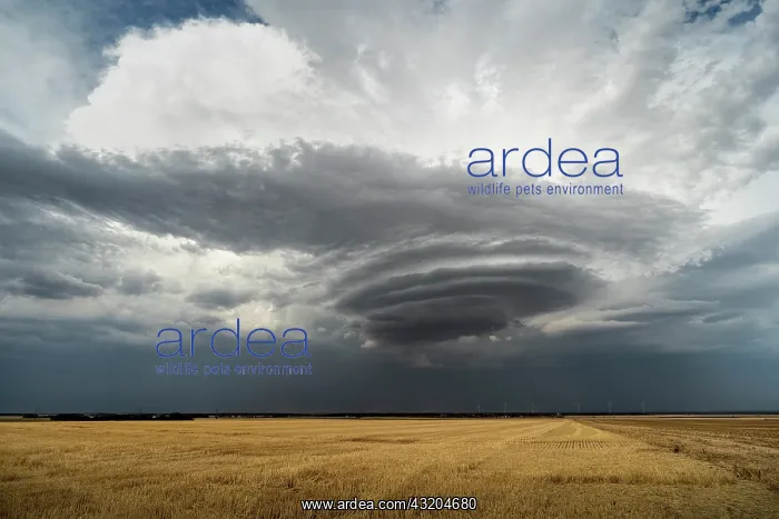 : Lenticular cloud in a thunderstorm. Lenticular cloud : Lenticular cloud in a thunderstorm. Lenticular cloud