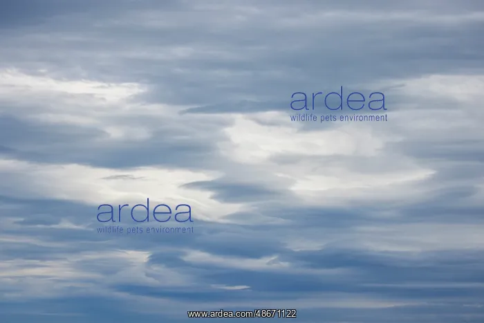 : Lenticular clouds, Lake Clark National Park and preserve : Lenticular clouds, Lake Clark National Park and preserve