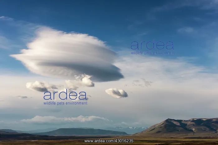 : Lenticular Clouds over mountains : Lenticular Clouds over mountains