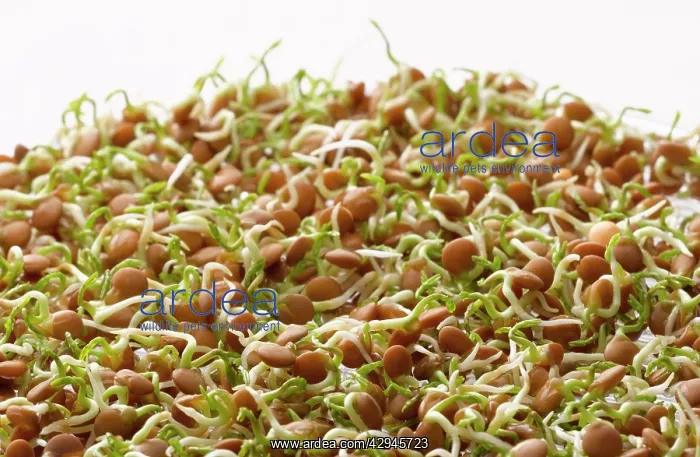 : Lentil, Lens culinaris : Lentil, Lens culinaris