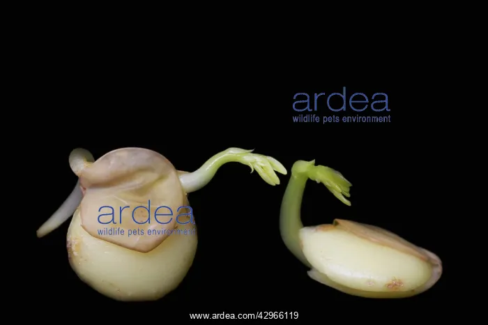 : Lentil, Lens culinaris : Lentil, Lens culinaris