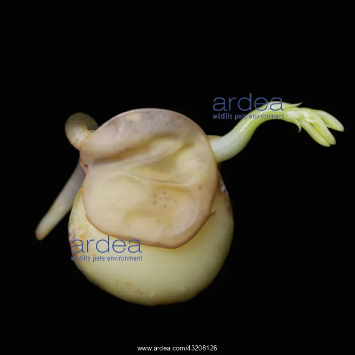 : Lentil, Lens culinaris : Lentil, Lens culinaris