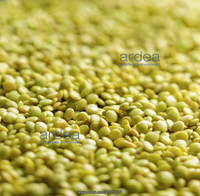 : Lentil, Lens culinaris, A mass of yellow split lentils : Lentil, Lens culinaris, A mass of yellow split lentils