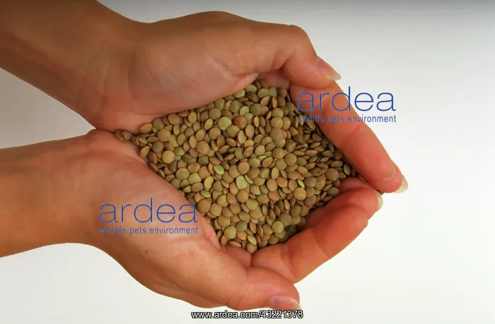 : Lentils cupped in hands : Lentils cupped in hands