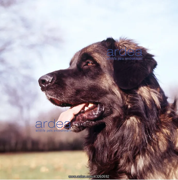 : Leonberg DOG : Leonberg DOG