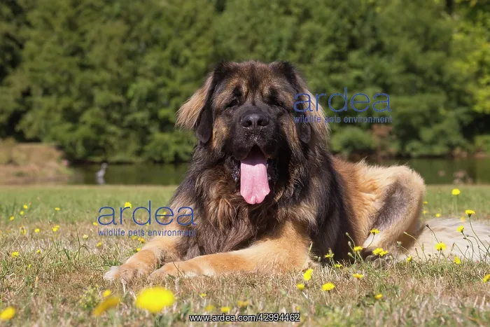 : Leonberger dog outdoors : Leonberger dog outdoors