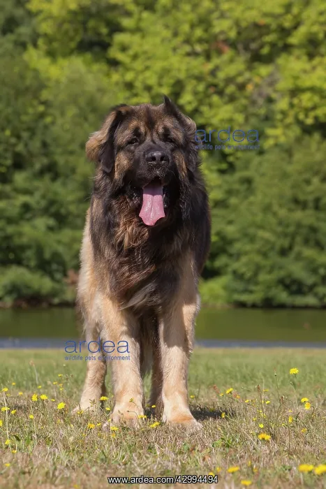: Leonberger dog outdoors : Leonberger dog outdoors