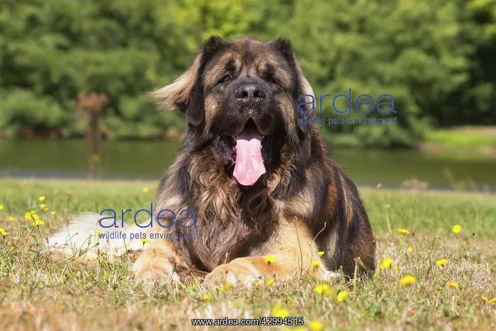 : Leonberger dog outdoors : Leonberger dog outdoors