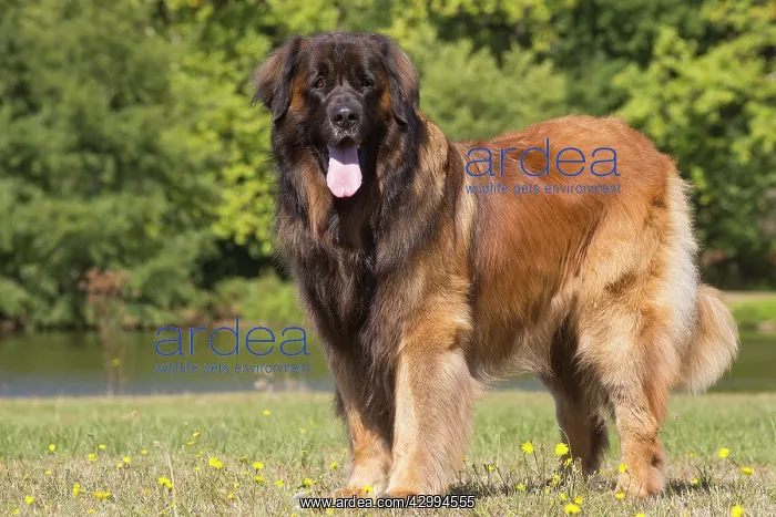 : Leonberger dog outdoors : Leonberger dog outdoors
