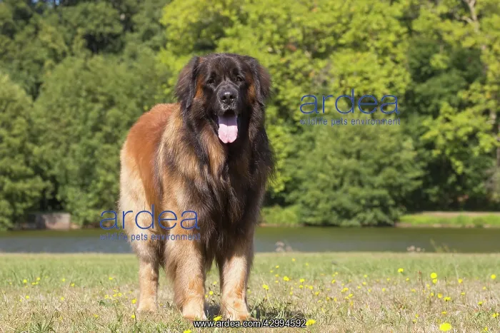 : Leonberger dog outdoors : Leonberger dog outdoors