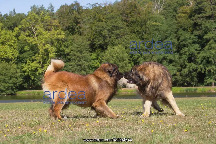 : Leonberger dog outdoors : Leonberger dog outdoors