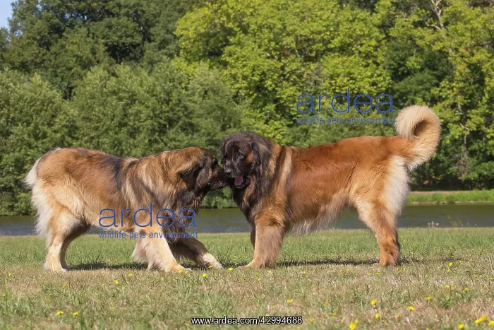 : Leonberger dog outdoors : Leonberger dog outdoors