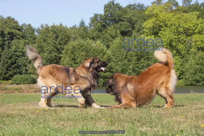: Leonberger dog outdoors : Leonberger dog outdoors